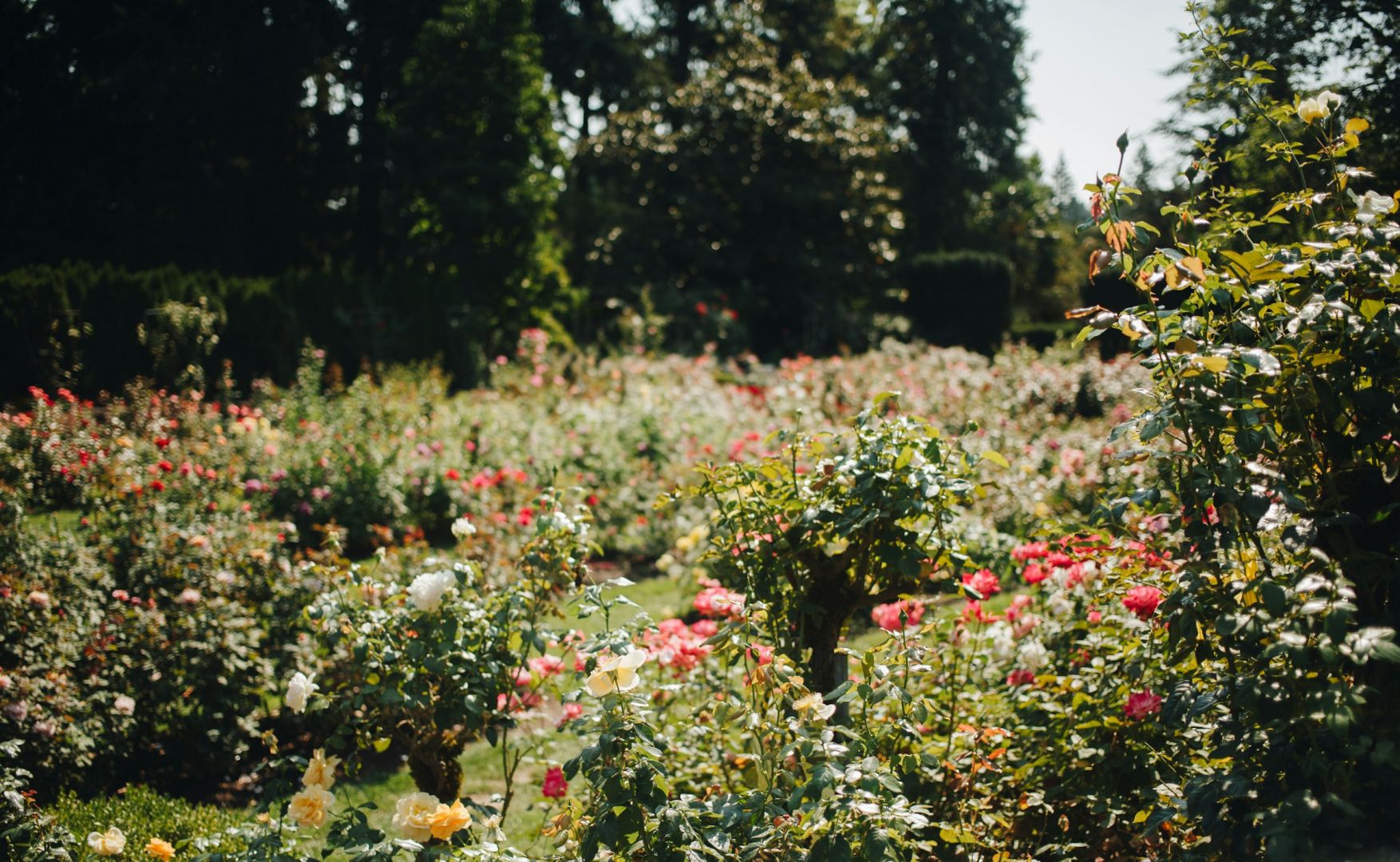 Auckland Rose Park